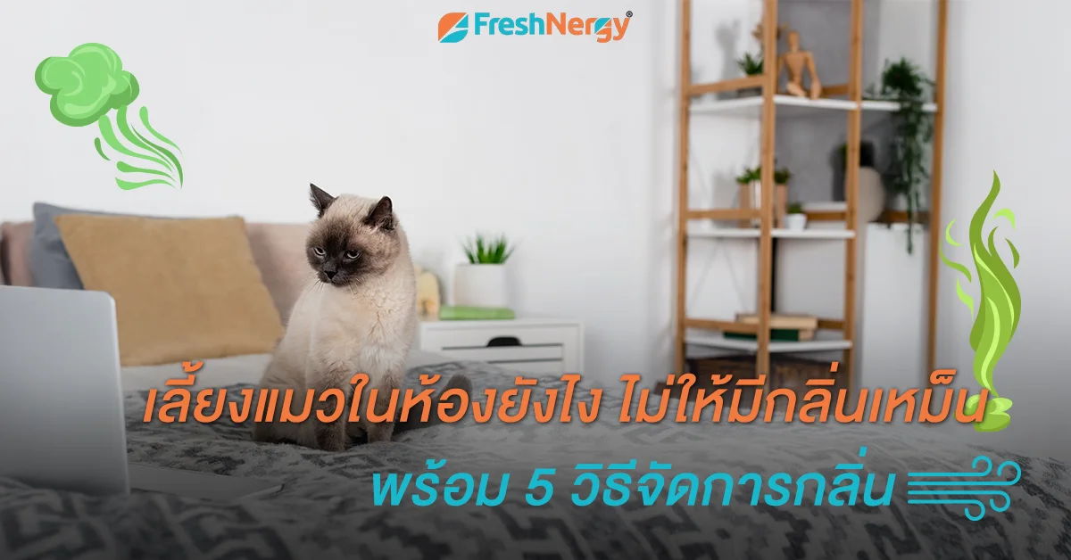 วิธีดับกลิ่นขี้แมวในบ้าน ด้วยเครื่องเติมอากาศแรงดันบวก
